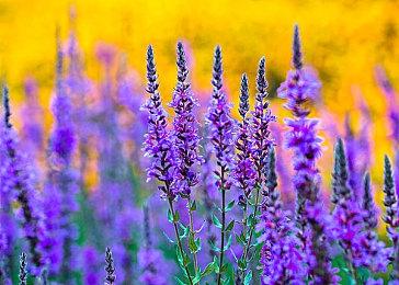 《游戏王！大师决斗》总下载量突破1000万 官方送福利